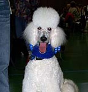 Caruso

at the Frankfurt Dog Show

Nov 2006