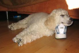  Bildname: 03  - 8 weeks old - taking a nap using a shoe as pillow at home Aug 2005.jpg  