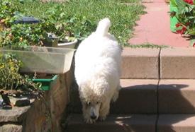  Bildname: 05 - 2 months old - on the way to Frankfurt Pudel Klub Sept 2005.jpg  