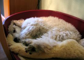  Bildname: 15 - 3 Months old - at Home the day after the hard training Oct 2005.jpg  