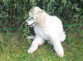  Bildname: 06 - 2 months old -  playing hide and seek at Frankfurt Pudel Klub Sept 2005.jpg  