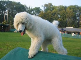  Bildname: 11 -3 Months old - on the training course at Frankfurt Pudel Klub Oct 2005.jpg  