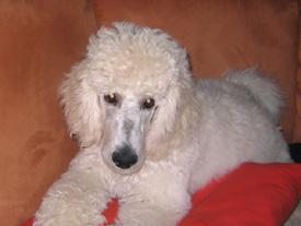  Bildname: 17 - Caruso watching his favorite TV series Oct 2005.jpg  
