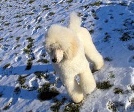  Bildname: 21 - Caruso playing in the snow at Frankfurt Pudel Klub Jan 2006.jpg  