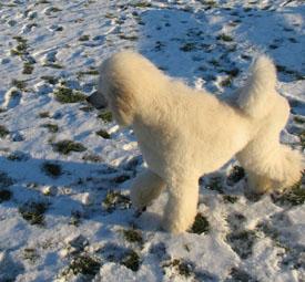  Bildname: 22 - Caruso playing in the snow at Frankfurt Pudel Klub Jan 2006.jpg  