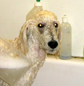  Bildname: 19 - Caruso taking a bath before the super hair cut Nov 2005.jpg  