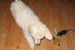  04 - 8 weeks old - Keeping one eye on his toys  while taking a nap at home Aug 2005.jpg