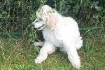 06 - 2 months old -  playing hide and seek at Frankfurt Pudel Klub Sept 2005.jpg