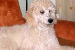  16 - Caruso watching his favorite TV series Oct 2005.jpg