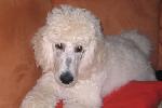  17 - Caruso watching his favorite TV series Oct 2005.jpg