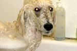  19 - Caruso taking a bath before the super hair cut Nov 2005.jpg