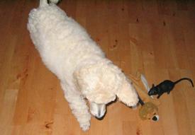  Bildname: c_20sep05_8.jpg 
 Breite: 275 Pixel 
 Hhe: 191 Pixel 
 Grsse: 38 kB 