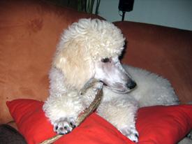  Bildname: c_21oct05_2.jpg 
 Breite: 275 Pixel 
 Hhe: 206 Pixel 
 Grsse: 41 kB 