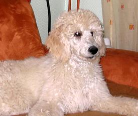  Bildname: c_20oct05_1.jpg 
 Breite: 275 Pixel 
 Hhe: 231 Pixel 
 Grsse: 48 kB 