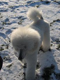  Bildname: c_29jan06_7.jpg 
 Breite: 206 Pixel 
 Hhe: 275 Pixel 
 Grsse: 39 kB 